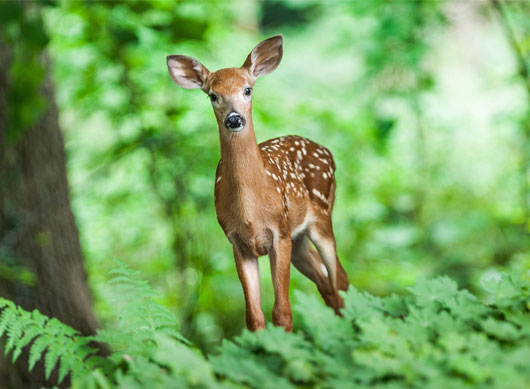 Wildlife/Eco Tourism